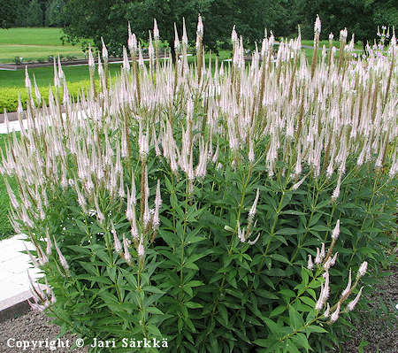 Veronicastrum virginicum 'Rosea', virginiantdykk